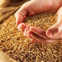 Министерство сельского хозяйства РФ откладывает проведение государственных товарных интервенций на рынке зерна
