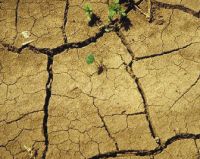 750 миллионов рублей перечислено на счета сельхозтоваропроизводителей, пострадавших от засухи
