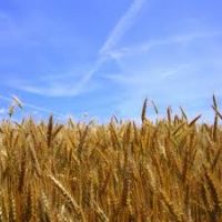 П.Л.Ипатов: «Необходимо выделить не менее 1 миллиарда рублей на поддержку сельхозпроизводителей, пострадавших от засухи»